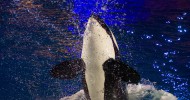 SeaWorld announces end of orca breeding program