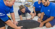 SeaWorld Orlando cares for two week old manatee