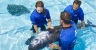 Rare beached Pygmy Killer Whale receives treatment at SeaWorld Orlando