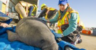 SeaWorld team assists with rescue of four manatees stranded in South Carolina