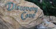 Discovery Cove Named #1 Amusement Park in the World Again! Discovery Cove Named #1 Amusement Park in the World Again!