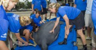 SeaWorld Orlando Returns Rehabilitated Male Manatee in St. Augustine Today