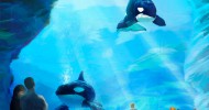 SeaWorld Plans New Programs To Protect Ocean Health and Killer Whales