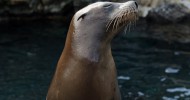 SeaWorld Orlando welcomes Harbor Seals to Wild Arctic
