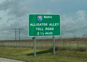 A Trip Across Alligator Alley A Trip Across Alligator Alley