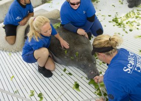 SeaWorld Orlando Animal Team Rescues 13th Manatee