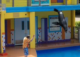 “Clyde & Seamore’s Sea Lion High” Makes Debut at SeaWorld Orlando