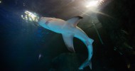 Sea Life Orlando Aquarium welcomes first sandbar sharks to their new home. Sea Life Orlando Aquarium welcomes first sandbar sharks to their new home.