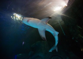 Sea Life Orlando Aquarium welcomes first sandbar sharks to their new home.