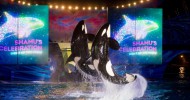 SeaWorld announces all-new summer concert series and Aquatica offers all-new beach party bash!