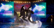 SeaWorld announces all-new summer concert series and Aquatica offers all-new beach party bash! SeaWorld announces all-new summer concert series and Aquatica offers all-new beach party bash!