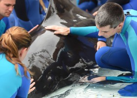 Young Pilot Whale Receiving Extensive Medical Care for Infection at SeaWorld Orlando