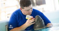 This Labor Day: A True “Labor of Love”   SeaWorld Rescuers Care For 3-week Old  Orphan Manatee