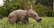 Baby Aardvark born at Busch Gardens