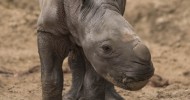 Southern White Rhino born at Busch Gardens