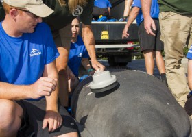 SeaWorld Returns A Special Mother-and-Calf Manatee Pair to Florida Waters