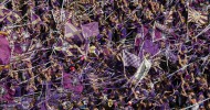 Orlando City Soccer starts 2018 against DC United