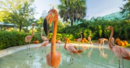 Flamingos at SeaWorld Orlando Explore Giant Pumpkin Patch On the First Day of Fall