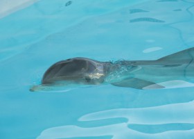 Rescued Bottlenose Dolphin Being Cared for at SeaWorld Orlando’s Rehabilitation Center