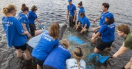 Venetia the Manatee Begins New Year by Returning to the Wild