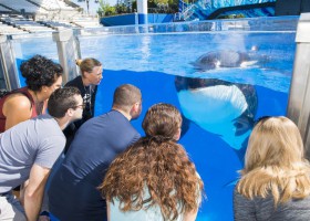 SeaWorld adds new Killer Whale Up-Close Tour