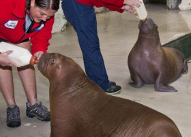 Baby Walruses Meet for the First Time