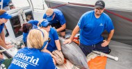 SeaWorld Orlando, Georgia Aquarium and Florida Fish and Wildlife Conservation Commission return rehabilitated dolphin attacked by shark