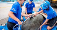 SeaWorld Orlando rescues juvenile manatee