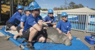 SeaWorld Orlando’s First Cold Stressed Manatee of the year arrives