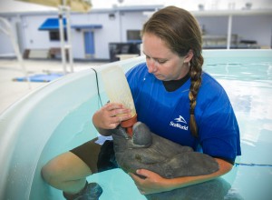 20140910_BabyOrphanedManateeFeeding_008-1