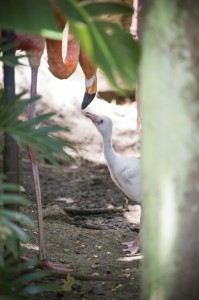 Flamingo_Chick_Hatches_at_SeaWorld_Orlando