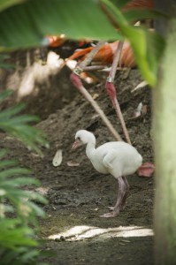 Flamingo_Chick_Hatches_at_SeaWorld_Orlando2