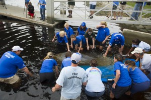 Photo_3_SeaWorld_Orlando_Returns_Manatee_in_St._Augustine