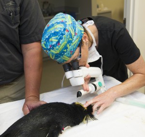 Rockhopper_eyes_examined_by_the_veterinarian