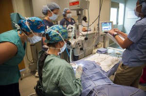 Veterinary_teams_working_together_to_remove_cataract_from_penguin