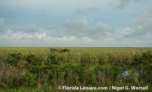 Gator Alley - October 2014(Photographer: Nigel Worrall)