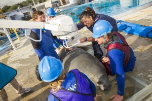 Manatee rescued by SeaWorld