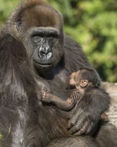 Gorilla born at Busch Gardens