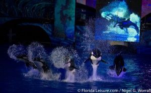 SeaWorld Christmas Celebration - 19th December 2014 (Photographer: Nigel G Worrall)