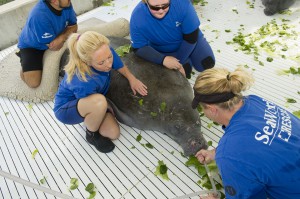 SeaWorld_Animal_Rescue_Team_caring_for_cold-stunned_male_manatee