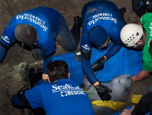 SeaWorld_Orlando_Animal_Rescue_Team_Assists_with_Rescue_of_19_Manatees