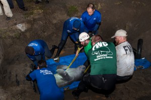 SeaWorld_Orlando_assisted_with_the_rescue_of_19_manatees_trapped_inside_drainage_pipe