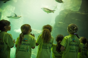 Campers_watching_Penguins