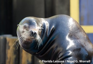 Clyde & Seamore at SeaWorld (Photographer: Nigel Worrall)