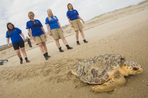 SeaWorld_Orlando_Returns_a_Rehabilitated_Loggerhead_Sea_Turtle
