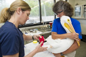 20150324_PelicanPostSurgery_033