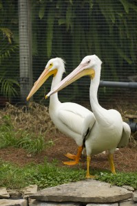 20150327_PelicanCuddle_009