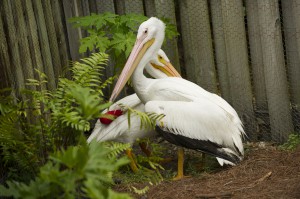 20150327_PelicanCuddle_013