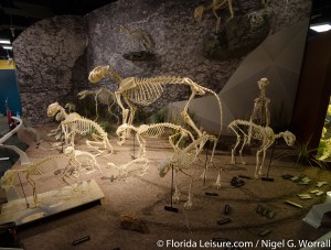 Skeletons - Animals Unveiled, I-Drive 360, International Drive, Orlando,  Florida - 29th April 2015 (Photographer: Nigel G Worrall)
