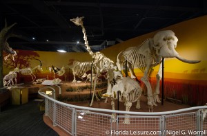 Skeletons - Animals Unveiled, I-Drive 360, International Drive, Orlando,  Florida - 29th April 2015 (Photographer: Nigel G Worrall)